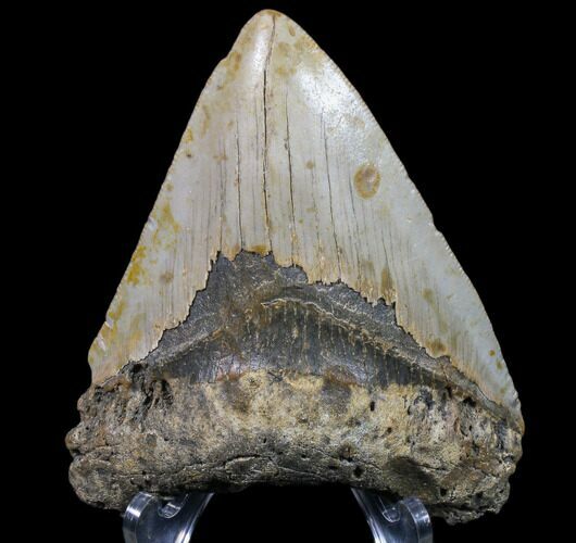 Bargain, Megalodon Tooth - North Carolina #80862